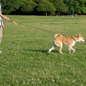 Hands-Free Rope Dog Leash for Walks - Image 7