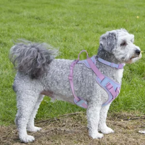 Cushioned Dog Harness - Image 5