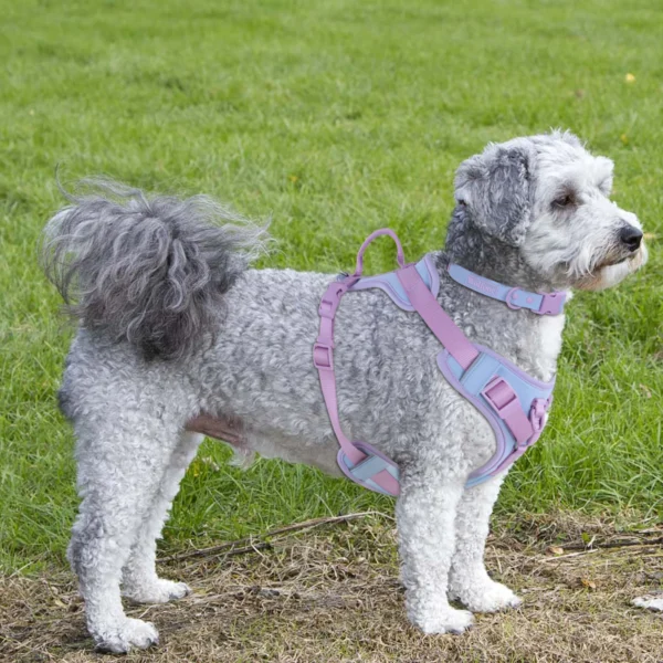 Cushioned Dog Harness