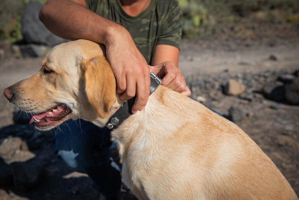 Putting Dog Collar