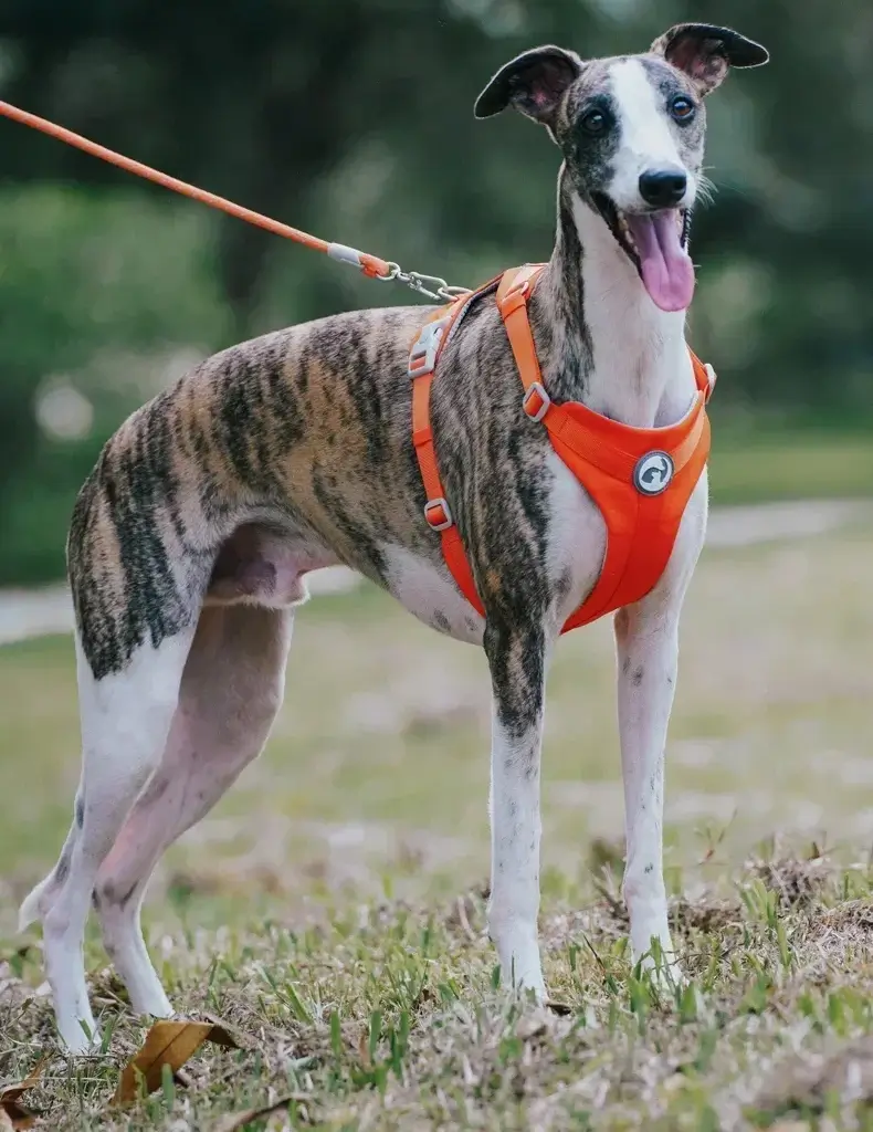Whippet On Leash With Harness