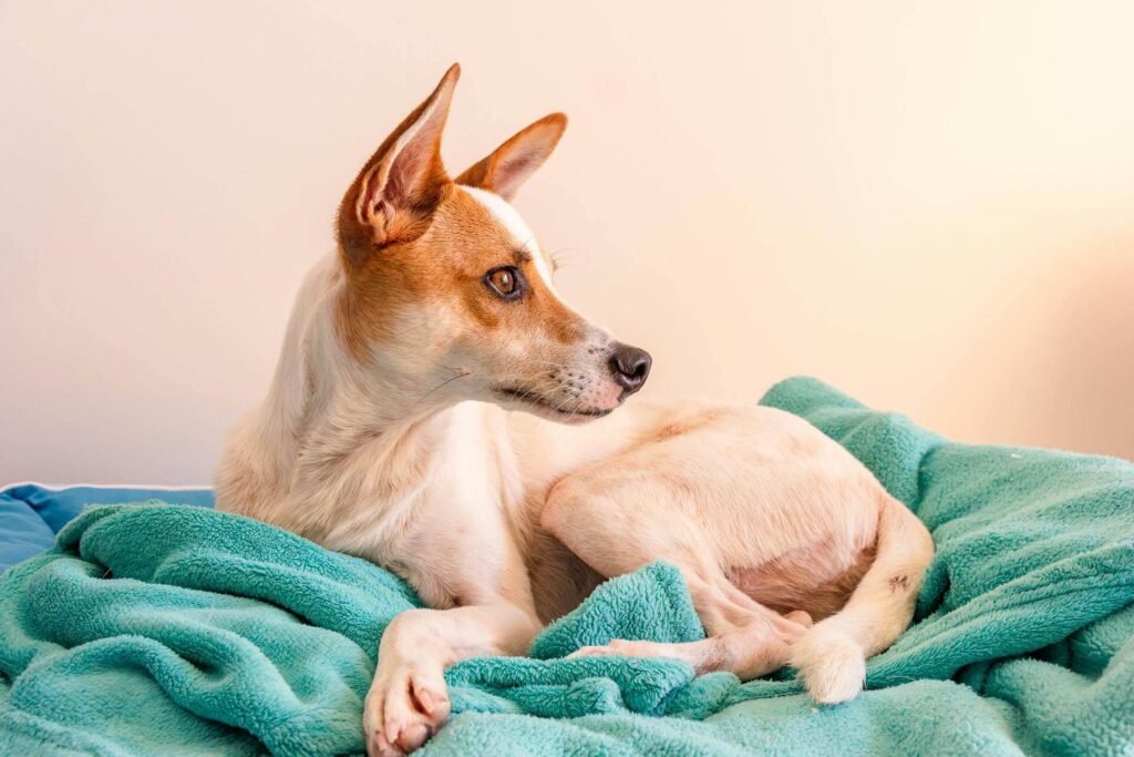 dog lying on green textile