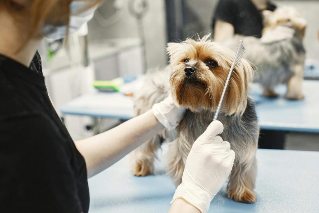 dog grooming