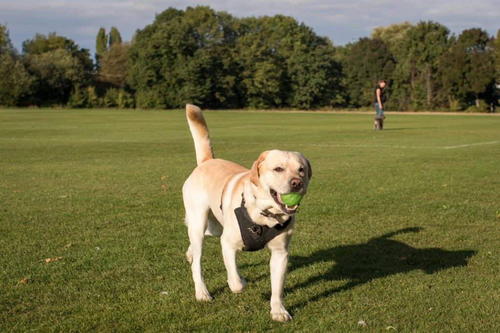 playing in sunny park
